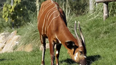 瀕危斑哥條紋羚跨海抵台 台北動物園迎新血助繁衍(示意圖)